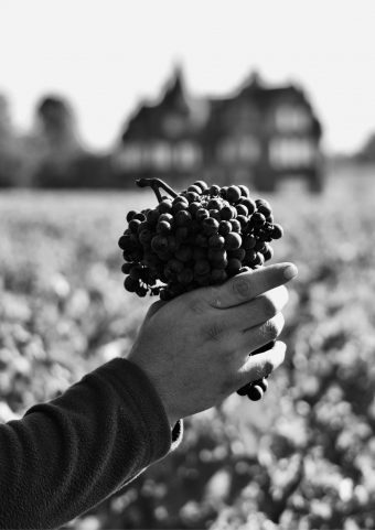 Les vendanges à Chateau Lascombes.